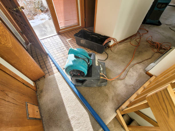 Best Basement water damage restoration  in Franklin, VA