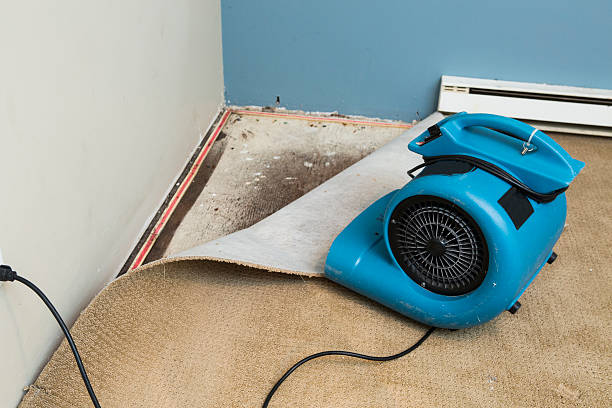 Best Water damage contractors near me  in Franklin, VA